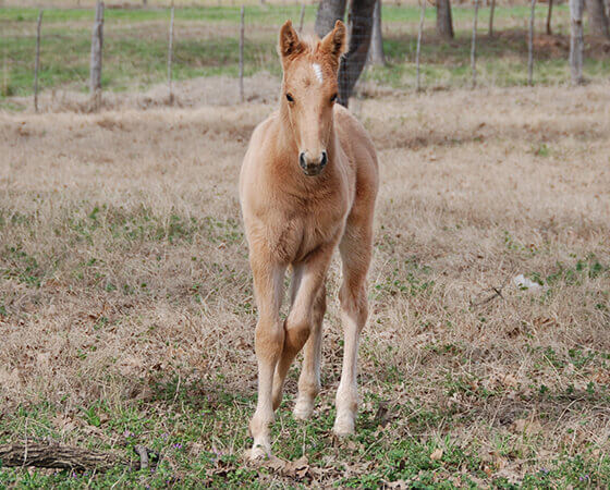 CD Diamond x Pastels Gina - 2019 Colt